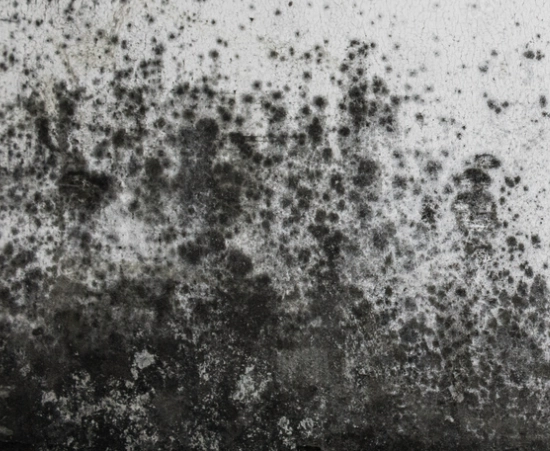 Block mold growing on a wall in Baltimore